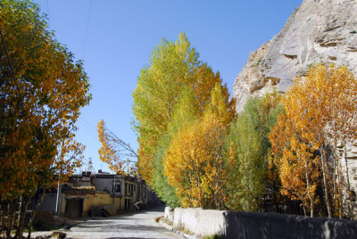 Trees changing color along the lane at the base of the western wall of Pelkor Chöde Monastery