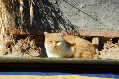 Orange-white cat in Gyantse