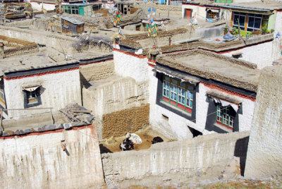 Cows in a courtyard of a house in old town Gyantse