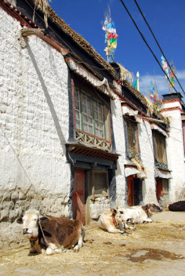 Cows at home, old town Gyantse