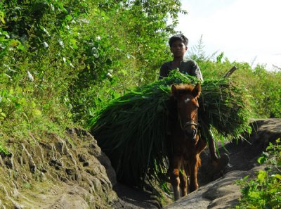 Boy with a horse-load of vegetation coming down the mountain