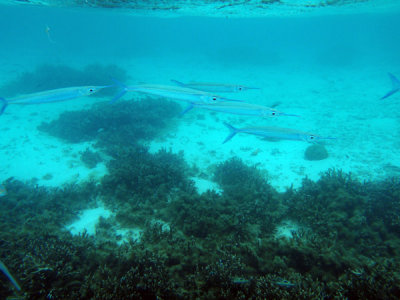 Snorkeling in the clear shallow water of Tumon Bay