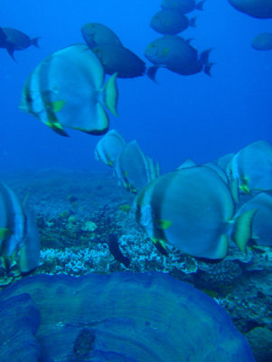 Orbicular Batfish (Platax orbicularis)