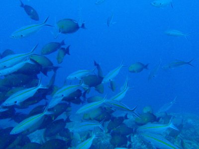 Gold-striped fusiliers (Caesio caerulaurea) with Yellowfin surgeonfish (Acanthurus xanthopterus)