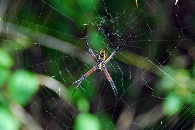 Gagambang ekis X spider