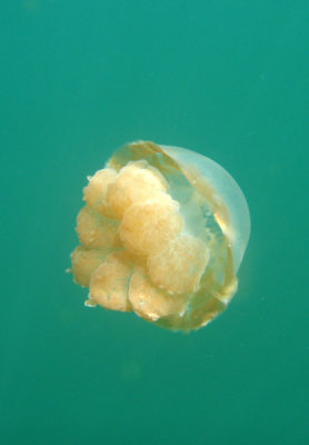 Golden Jelly (Mastigias etpisoni)