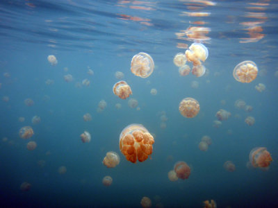 Golden Jelly (Mastigias etpisoni) Jellyfish Lake, Palau