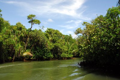 Ngerdorch River, Babeldaob, Palau