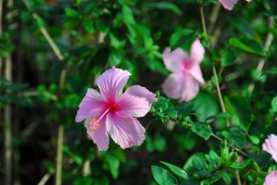Flowers, Ngarchelong State