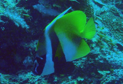 Masked bannerfish (Heniochus monoceros) Palau