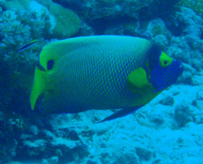 Yellowmask Angelfish (Pomacanthus xanthometopon) Palau