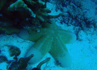 Granulated Sea Star (Choriaster granulatus) Palau