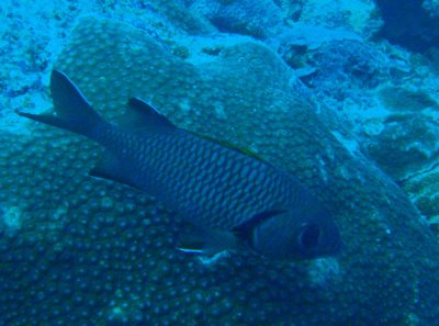 Bigscale soldierfish (Myripristis berndti) Palau