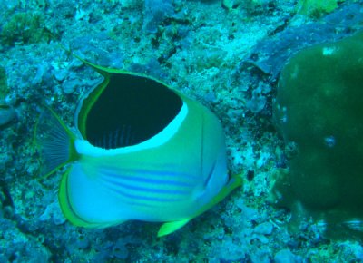 Saddled butterflyfish (Chaetodon ephippium) Palau