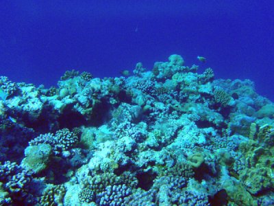 Limestone caves have been carved out below the reef