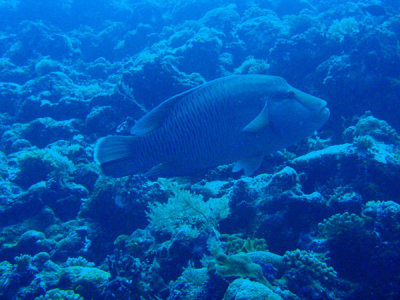 Napoleonfish - Giant Wrasse (Cheilinus undulatus)