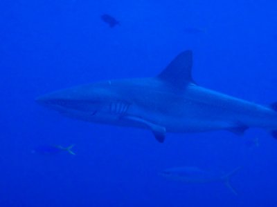 The stars of Blue Corner - the Grey Reef Sharks that cruise along the top of the cliff