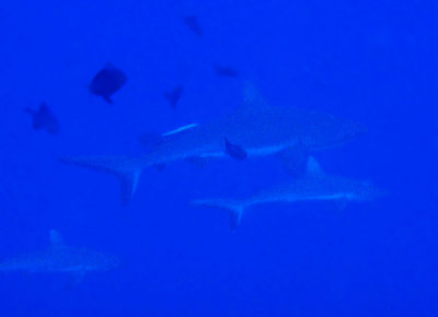 3 Gray Reef Sharks