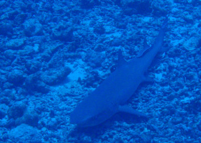 Whitetip Reef Shark resting on the sea floor