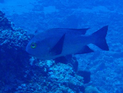 PalauDiveNov08 509.jpg