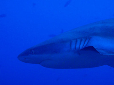 g1/93/329493/3/107177886.S4b9EP5s.jpg