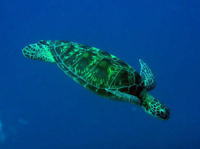 Green Sea Turtle, Blue Corner, Palau