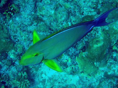 Yellowfin Surgeonfish (Acanthurus xanthopterus) Palau