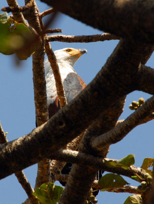 African Fish Eagle