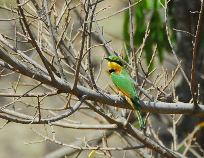 Little Bee Eater (Merops pusillus)