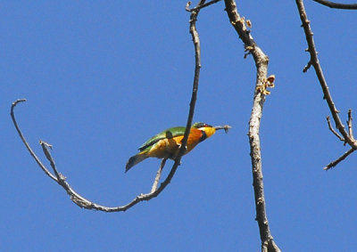 Little Bee Eater, Lake Tana