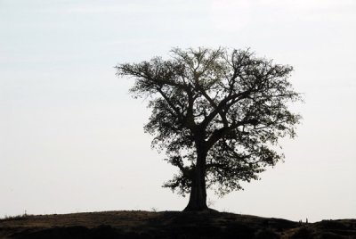 Large tree on a ridge