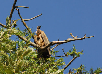 White-backed Vulture, Gondar