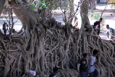 Impressive roots of a tree grown over the stone wall