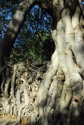Tree roots over a stone wall