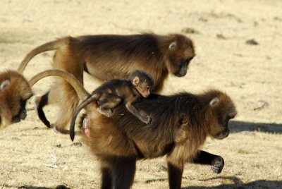 Gelada infant riding its mothers back