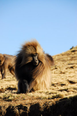 Gelada appreciating his warm coat in the wind