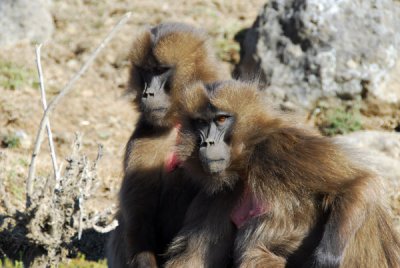 A pair of serious looking female Geladas
