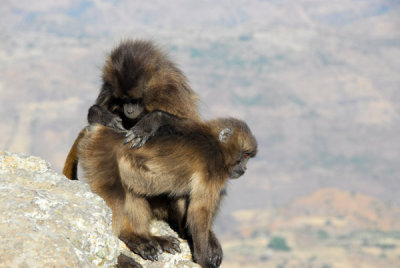 Gelada morning routine - grooming