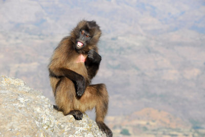 A Gelada smile