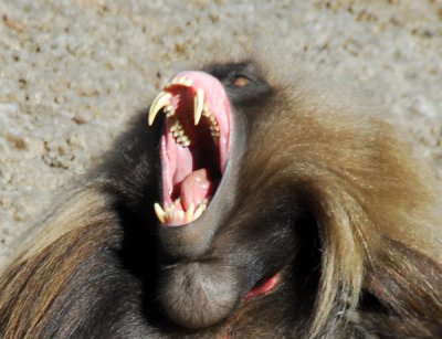 My what big teeth you have!