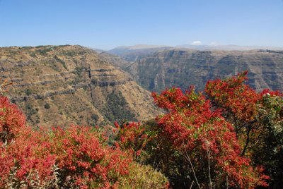 Red flowering bushes, Simien Mountains