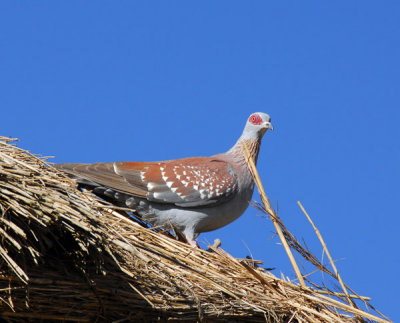 Speckled Pigeon, Simien Mountains National Park