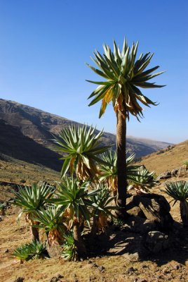 Giant Lobelia - very palm looking