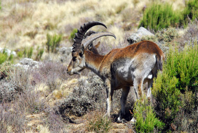 Walia Ibex, Simien Mountains National Park