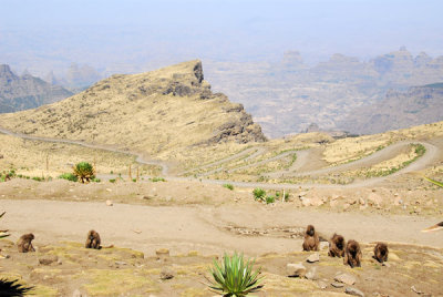 Gelada with the impressive switchbacks of the park road, Simien Mts