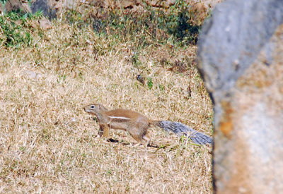 Striped ground squirrel - Xerus erythropus, Ethiopia