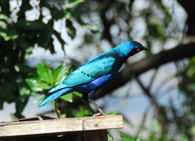 The Seven Olives puts out bird feeders around the patio