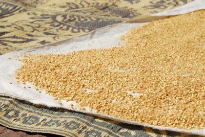 Grain for baking holy bread drying in the sun, Lalibela