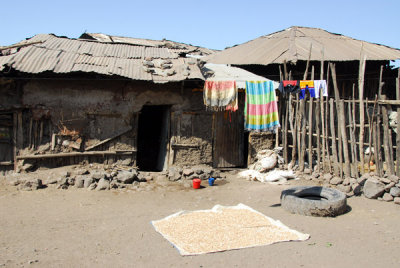 Grain drying in front of huts in the village, Lalibela