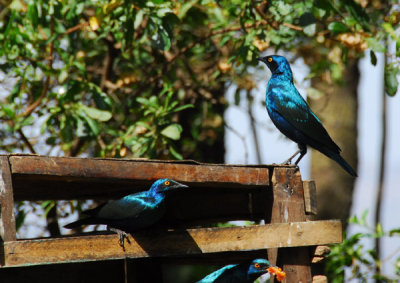 Bird feeders at the Seven Olives Hotel
